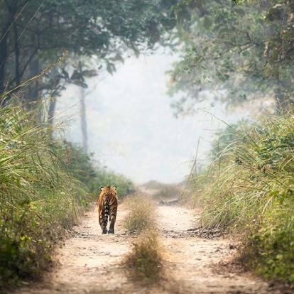 A Découvrir au Népal - Le Parc National de Chitwan