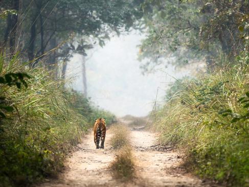 A Découvrir au Népal - Le Parc National de Chitwan