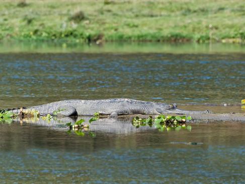 A Découvrir au Népal - Le Parc National de Chitwan