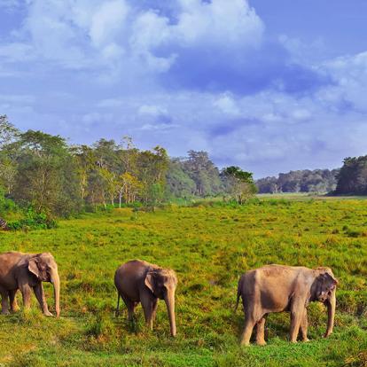 A Découvrir au Népal - Le Parc National de Chitwan