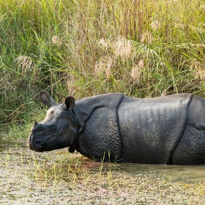 A Découvrir au Népal - Le Parc National de Chitwan