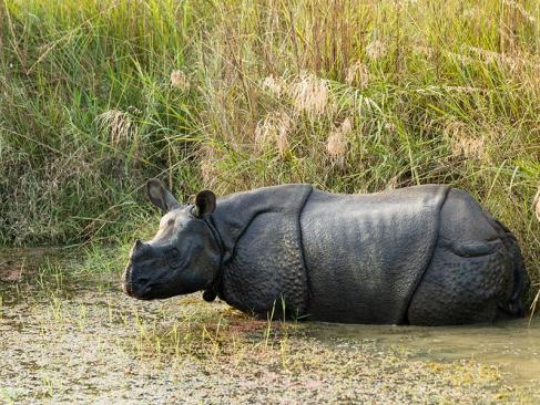 A Découvrir au Népal - Le Parc National de Chitwan