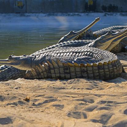 A Découvrir au Népal - Le Parc National de Chitwan