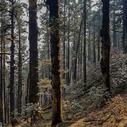 Forêt De Pins Dans Le Parc National Du Langtang A Découvrir au Népal - Le Parc National de Langtang