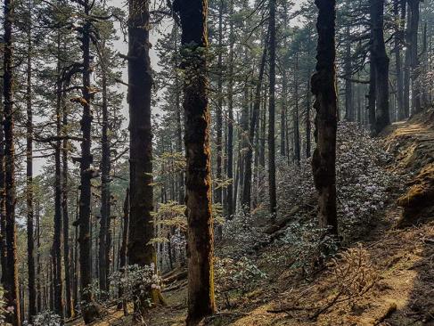 Forêt De Pins Dans Le Parc National Du Langtang A Découvrir au Népal - Le Parc National de Langtang