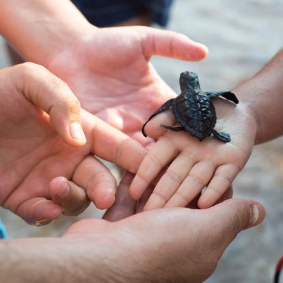 Sea Turtle Conservation, Kosgoda A Découvrir au Sri Lanka - La ferme aux tortues de Kosgoda