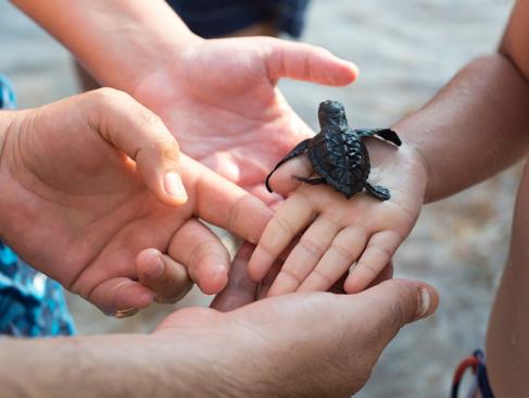 Sea Turtle Conservation, Kosgoda A Découvrir au Sri Lanka - La ferme aux tortues de Kosgoda
