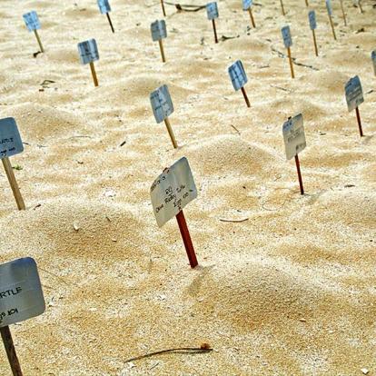 Sea Turtle Conservation, Kosgoda A Découvrir au Sri Lanka - La ferme aux tortues de Kosgoda