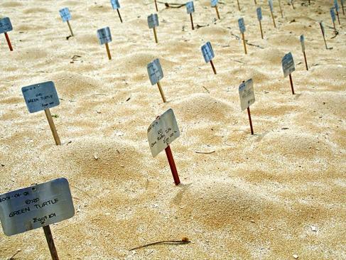 Sea Turtle Conservation, Kosgoda A Découvrir au Sri Lanka - La ferme aux tortues de Kosgoda