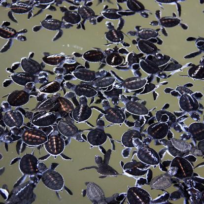Bébés Tortues De Mer âgés De 3 Jours Dans Un Réservoir à L'écloserie De Tortues De Kosgoda A Découvrir au Sri Lanka - La ferme aux tortues de Kosgoda