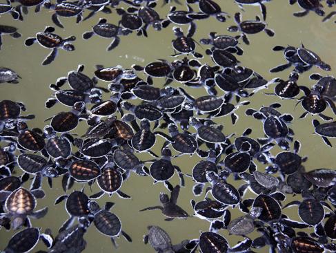 Bébés Tortues De Mer âgés De 3 Jours Dans Un Réservoir à L'écloserie De Tortues De Kosgoda A Découvrir au Sri Lanka - La ferme aux tortues de Kosgoda