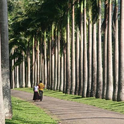 A Découvrir au Sri Lanka - Le Jardin botanique de Peradeniya