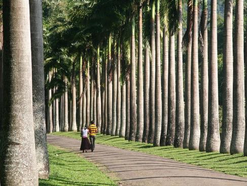 Jardin Botanique De Peradeniya A Découvrir au Sri Lanka - Le Jardin botanique de Peradeniya