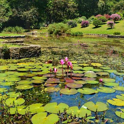 Jardin botanique de Peradeniya A Découvrir au Sri Lanka - Le Jardin botanique de Peradeniya