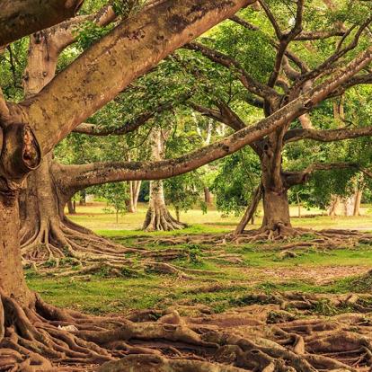 Jardin botanique de Peradeniya A Découvrir au Sri Lanka - Le Jardin botanique de Peradeniya