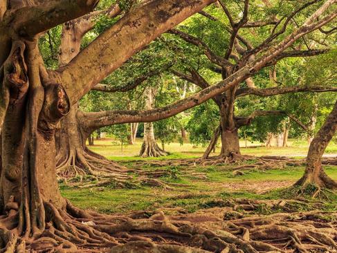 Jardin Botanique De Peradeniya A Découvrir au Sri Lanka - Le Jardin botanique de Peradeniya