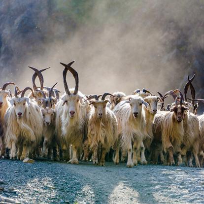 A Découvrir en Géorgie - La Touchétie