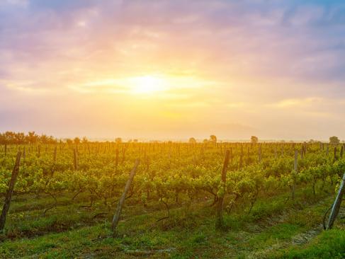 Kakheti A Découvrir en Géorgie - Telavi et  la région de Kakheti