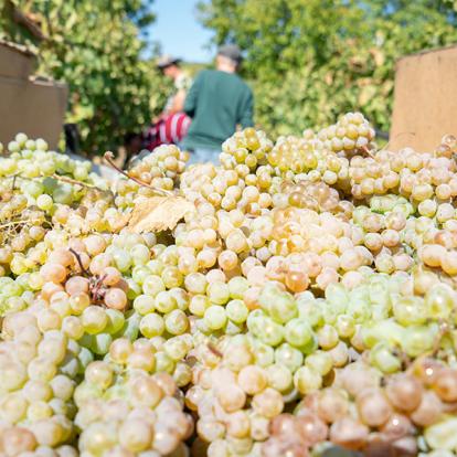 Kakheti A Découvrir en Géorgie - Telavi et  la région de Kakheti