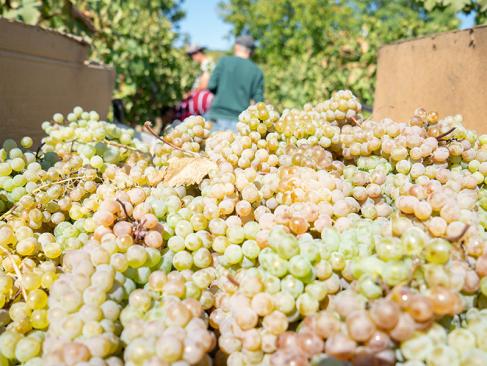 Kakheti A Découvrir en Géorgie - Telavi et  la région de Kakheti