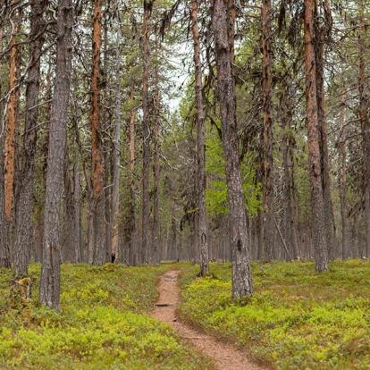 A Découvrir en Finlande - La culture sami et Lemmenjoki