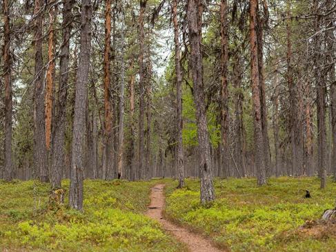 A Découvrir en Finlande - La culture sami et Lemmenjoki