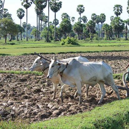 A Découvrir au Cambodge - Ondong Rossey
