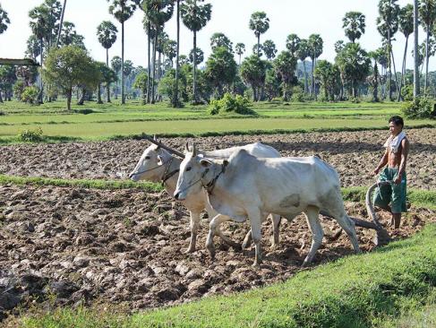A Découvrir au Cambodge - Ondong Rossey