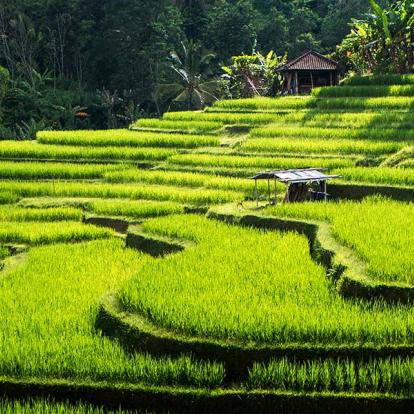 Bali- Les Rizières De Jatiluwih Voyage en Indonésie - Les Rizières de Jatiluwih