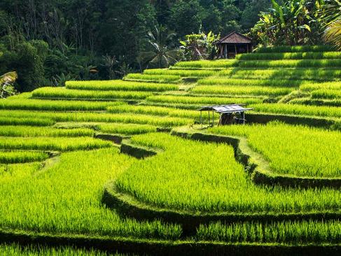 Bali- Les Rizières De Jatiluwih Voyage en Indonésie - Les Rizières de Jatiluwih