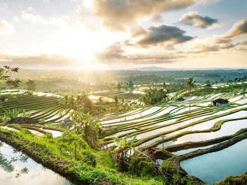 Bali - Les Rizières De Jatiluwih Voyage en Indonésie - Les Rizières de Jatiluwih
