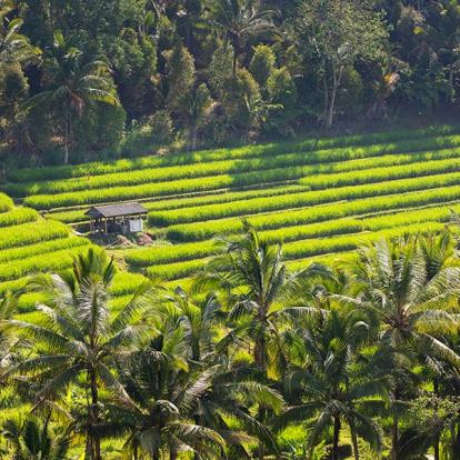 Bali - Les Rizières De Jatiluwih Voyage en Indonésie - Les Rizières de Jatiluwih