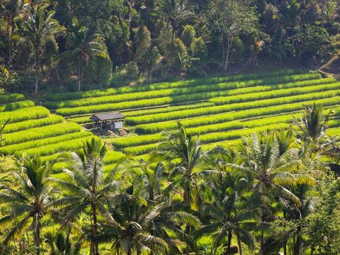 Bali - Les Rizières De Jatiluwih Voyage en Indonésie - Les Rizières de Jatiluwih