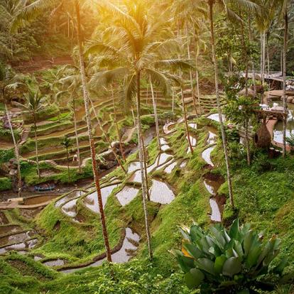 Bali - Rizières De Jatiluwih Voyage en Indonésie - Les Rizières de Jatiluwih