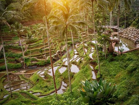 Bali - Rizières De Jatiluwih Voyage en Indonésie - Les Rizières de Jatiluwih