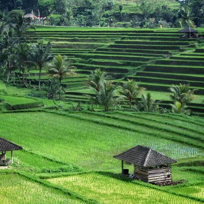 Voyage en Indonésie - Les Rizières de Jatiluwih