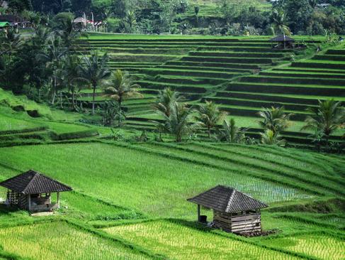 Bali - Rizières De Jatiluwih Voyage en Indonésie - Les Rizières de Jatiluwih