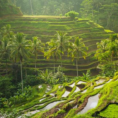 Bali - Ubud A Découvrir en Indonésie - Ubud