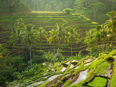 Bali - Ubud A Découvrir en Indonésie - Ubud