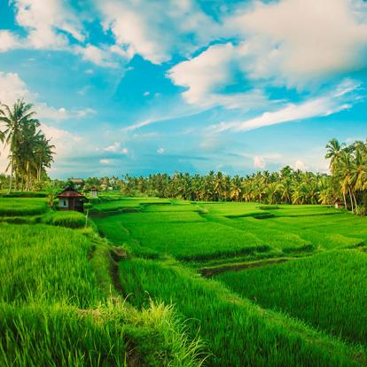 Bali - Ubud A Découvrir en Indonésie - Ubud