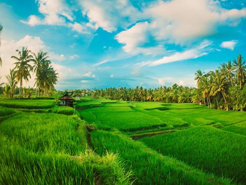 Bali - Ubud A Découvrir en Indonésie - Ubud