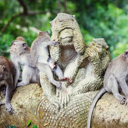 Bali - Ubud Sacred Monkey Forest A Découvrir en Indonésie - Ubud