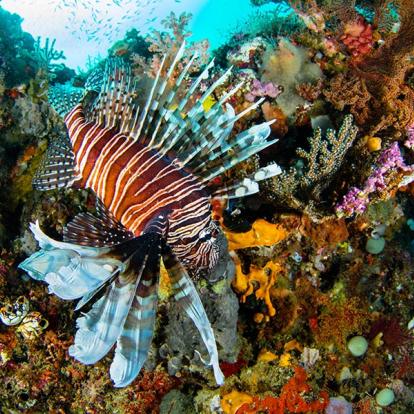 A Découvrir en Indonésie - Les Îles Raja Ampat