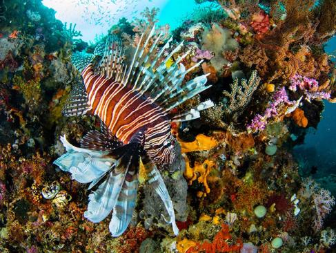 A Découvrir en Indonésie - Les Îles Raja Ampat