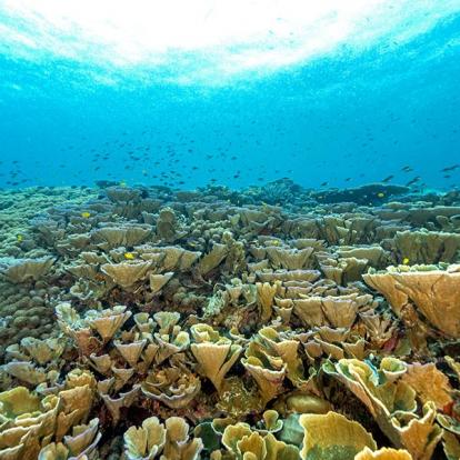 A Découvrir en Indonésie - Les Îles Raja Ampat