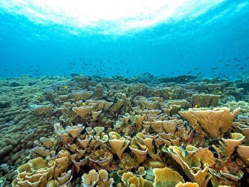 A Découvrir en Indonésie - Les Îles Raja Ampat