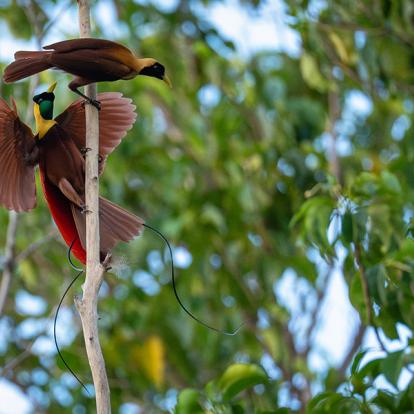 A Découvrir en Indonésie - Les Îles Raja Ampat