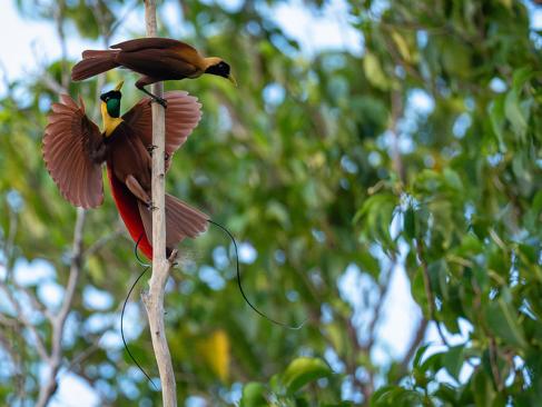 A Découvrir en Indonésie - Les Îles Raja Ampat