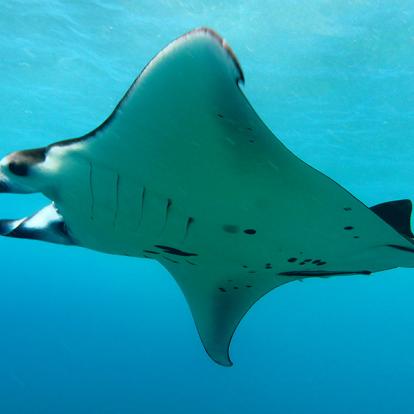 Bali - Nusa Lemnongan, Raie Manta A Découvrir en Indonésie - Nusa Lembongan