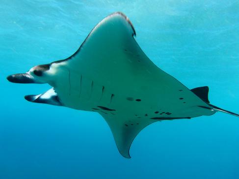 Bali - Nusa Lemnongan, Raie Manta A Découvrir en Indonésie - Nusa Lembongan